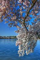 fleurs de cerisier au bassin de marée au printemps à washington, dc. photo