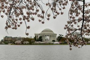 fleurs de cerisier au bassin de marée et au mémorial de jefferson au printemps à washington, dc. photo