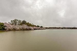 fleurs de cerisier au bassin de marée au printemps à washington, dc. photo