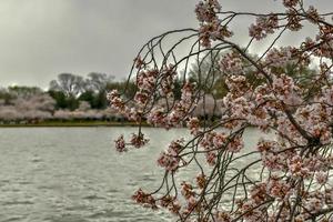 fleurs de cerisier au bassin de marée au printemps à washington, dc. photo