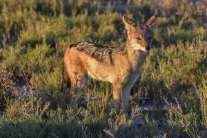 chacal - etosha, namibie photo