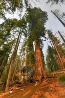 sentier des grands arbres dans le parc national de sequoia où se trouvent les plus grands arbres du monde, californie, états-unis photo