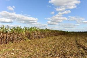 champs de canne à sucre dans une plantation à guayabales, cuba. photo