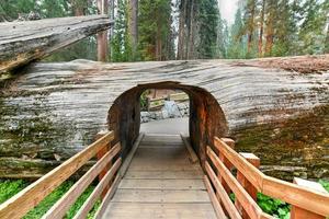 entrée au bosquet avec séquoias géants, général sherman dans le parc national de séquoia, californie, états-unis. photo