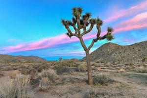 beau paysage dans le parc national de joshua tree en californie. photo