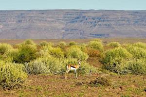 fish river canyon - namibie, afrique photo