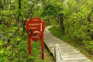 forêt engloutie à fire island, long island, new york. il s'agit d'une communauté écologique rare de forêt de houx maritime composée d'un assemblage rare de plantes sur une île-barrière de l'océan atlantique. photo