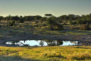 point d'eau - etosha, namibie photo