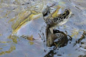 tortue verte, jozani - parc national chwaka, zanzibar, tanzanie photo