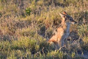 chacal - etosha, namibie photo