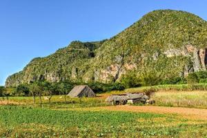 champ de tabac dans la vallée de vinales, au nord de cuba. photo