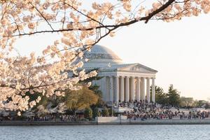 festival des fleurs de cerisier - washington, dc photo