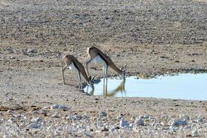 springbok dans le parc national d'etosha photo