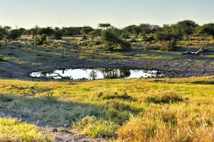 point d'eau - etosha, namibie photo