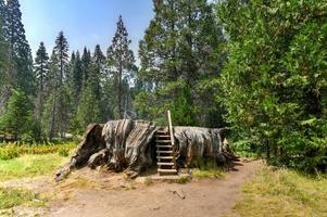 Mark Twain Stump dans Big Stump Grove dans le parc national de Sequoia et Kings Canyon. photo
