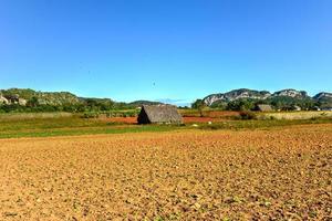 champ de tabac dans la vallée de vinales, au nord de cuba. photo