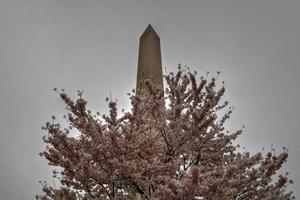 monument de washington pendant le festival des fleurs de cerisier à washington, dc photo