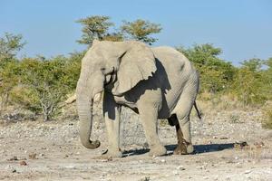 éléphant - etosha, namibie photo