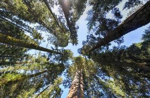 parc national de sequoia photo