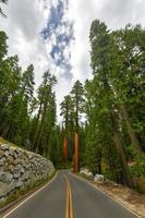 séquoias géants à mariposa grove, parc national de yosemite, californie, états-unis photo