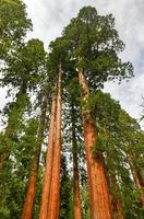 séquoias géants à mariposa grove, parc national de yosemite, californie, états-unis photo