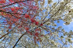 arbres en fleurs à flushing corona park dans le queens, new york. photo