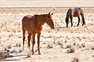 chevaux du désert, namibie photo