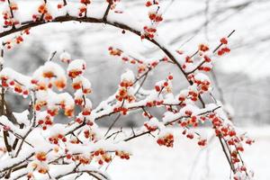 baies congelées sur une branche enneigée en hiver dans le new hampshire. photo