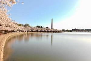 monument de washington et fleurs de cerisier au bassin de marée au printemps à washington, dc. photo