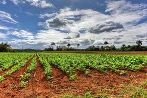 champ de tabac dans la vallée de vinales, au nord de cuba. photo