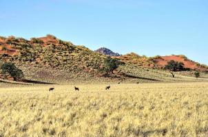 paysage désertique - namibrand, namibie photo