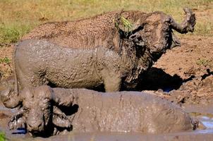 une paire de buffles d'eau dans la boue photo