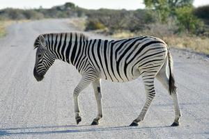 zèbre - etosha, namibie photo