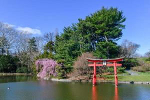 jardin japonais dans le jardin botanique de brooklyn, new york city, usa photo