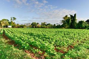 champ de tabac dans la vallée de vinales, au nord de cuba. photo