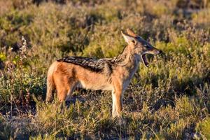 chacal - etosha, namibie photo