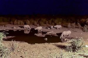 point d'eau - etosha, namibie photo