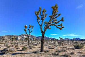 beau paysage dans le parc national de joshua tree en californie. photo