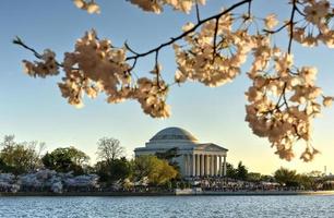 festival des fleurs de cerisier - washington, dc photo