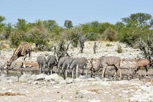 zèbres, girafes - etosha, namibie photo