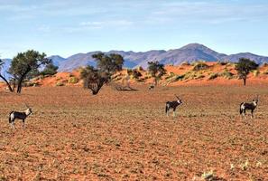 paysage désertique - namibrand, namibie photo