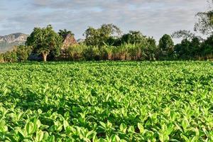 champ de tabac dans la vallée de vinales, au nord de cuba. photo