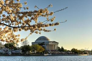 festival des fleurs de cerisier - washington, dc photo