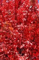 feuillage d'automne rouge des adirondacks, new york photo