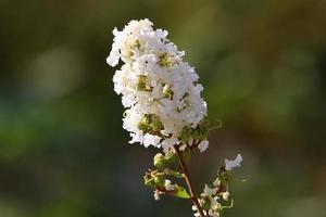 fleurs d'été dans un parc de la ville d'israël. photo