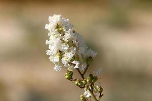 fleurs d'été dans un parc de la ville d'israël. photo