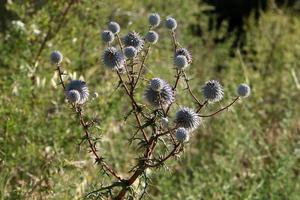 fleurs d'été dans un parc de la ville d'israël. photo