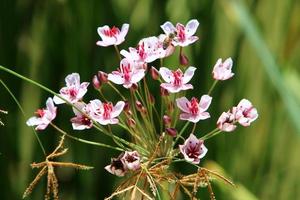 fleurs d'été dans un parc de la ville d'israël. photo