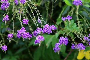 fleurs d'été dans un parc de la ville d'israël. photo