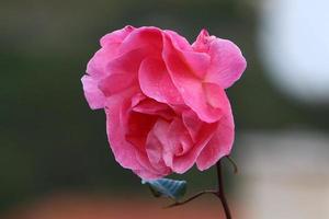 fleurs d'été dans un parc de la ville d'israël. photo